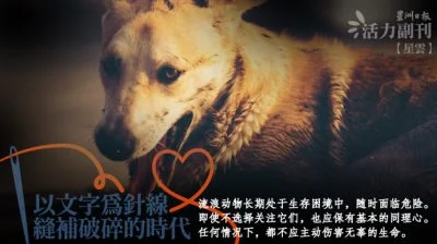 【缝补：守护流浪动物】我向狗狗忏悔/点滴（吉隆坡）
