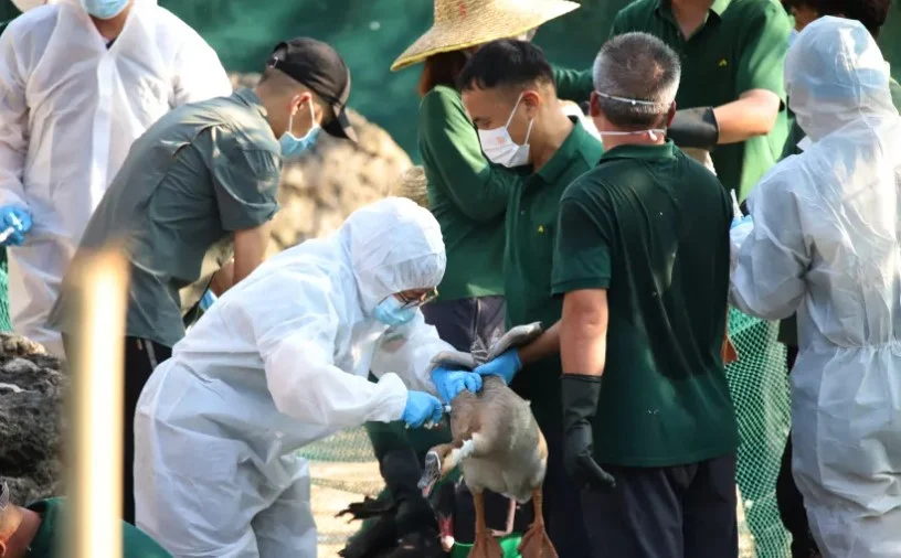 H5N1禽流感入侵纽西兰 迁徙海鸟现首例感染