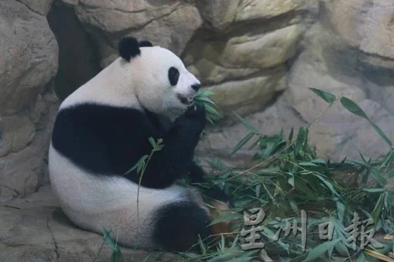 【中国】从澳门到长隆,一场找回童心的旅行