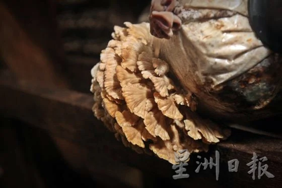 【菇菌经济学/02】市场低迷,逆势求生,宝芝林如何走出种菇新出路?