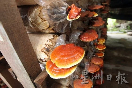【菇菌经济学/02】市场低迷,逆势求生,宝芝林如何走出种菇新出路?