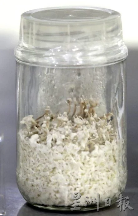 【菇菌经济学/03】把传说变成产业,开创虎乳芝功能性菇菌的蓝海