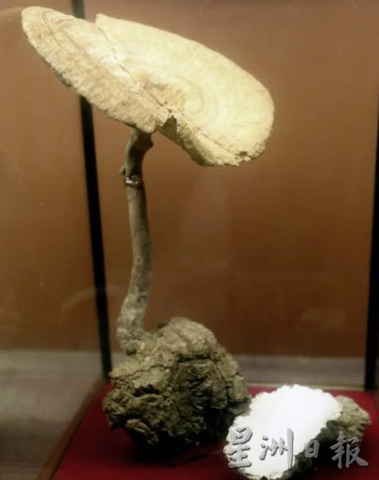 【菇菌经济学/03】把传说变成产业,开创虎乳芝功能性菇菌的蓝海