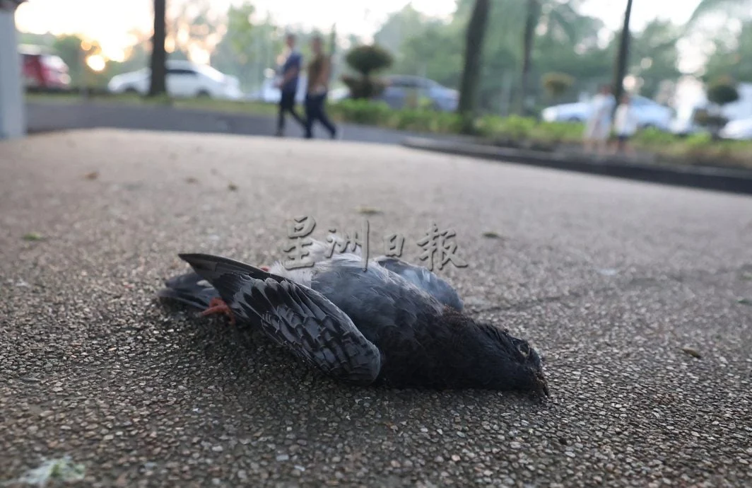 (主)暖势力:为无声生命送上最后尊严