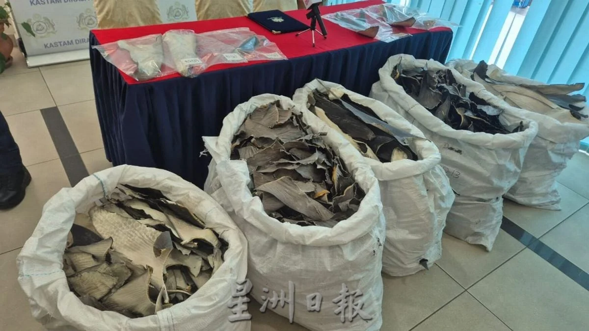 (全国版)谎报为鱼皮,甲关税局侦破鱼翅走私案