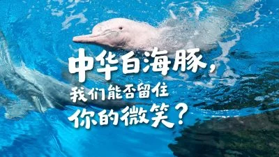中华白海豚，我们能否留住你的微笑？