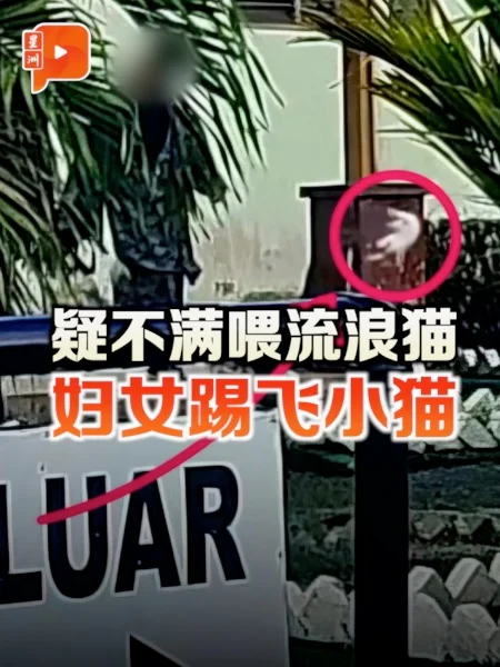 百格｜疑不满喂流浪猫  妇女踢飞小猫惹众怒