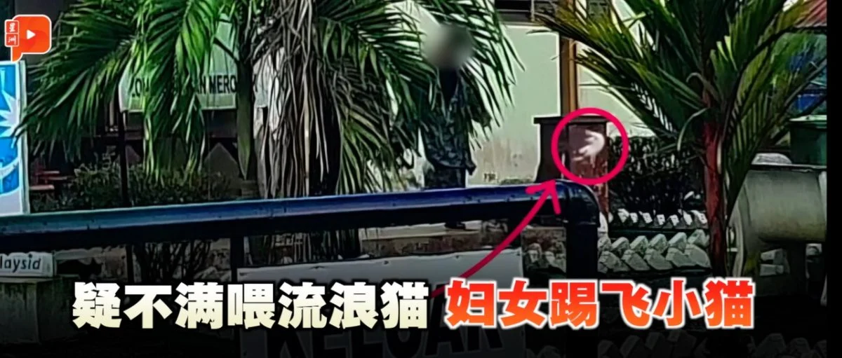 百格｜疑不满喂流浪猫  妇女踢飞小猫惹众怒