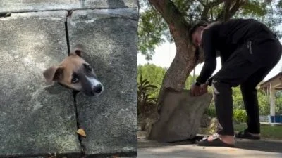 视频| 男子掀盖救犬引近千万浏览 遭酸民质疑摆拍怒斥：我没疯到虐狗