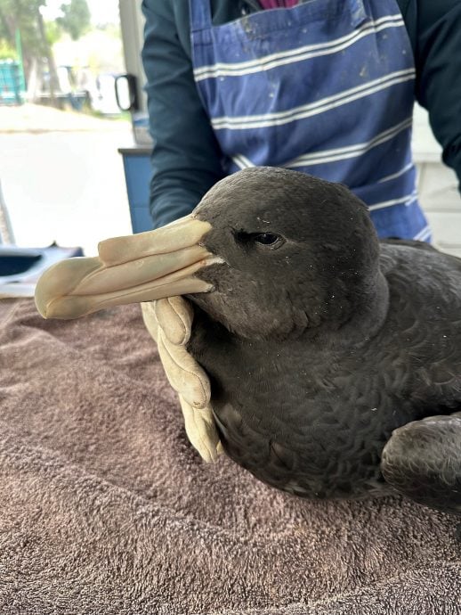 澳洲出现海鸟大量死亡首例 官方忧H5禽流感扩大