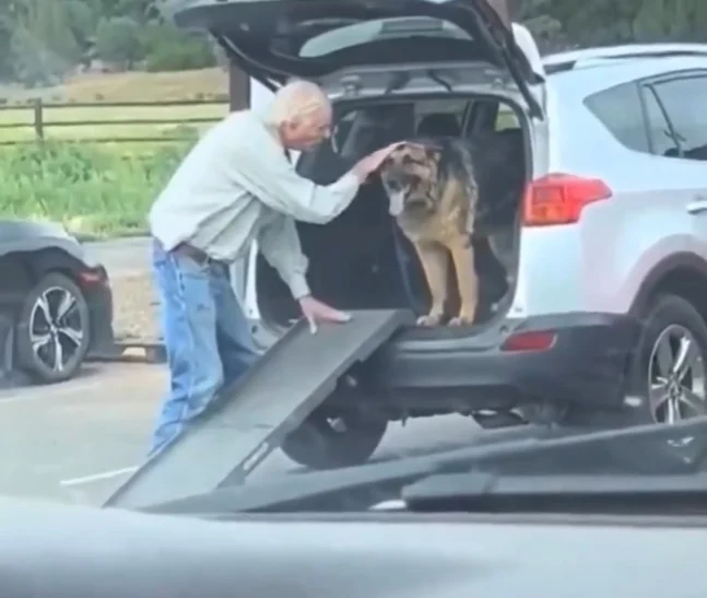 视频|老人与狗一起变老! 爱犬走不动 他搭斜坡陪它慢慢上车