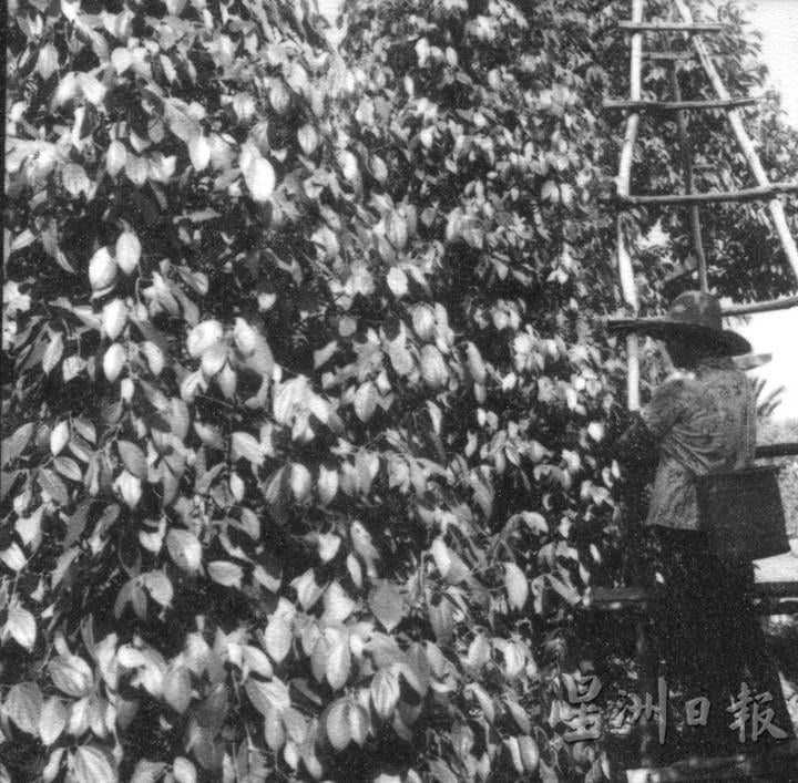 王长水曾经为胡椒与甘蜜种植者请命。(图:砂拉越博物院)