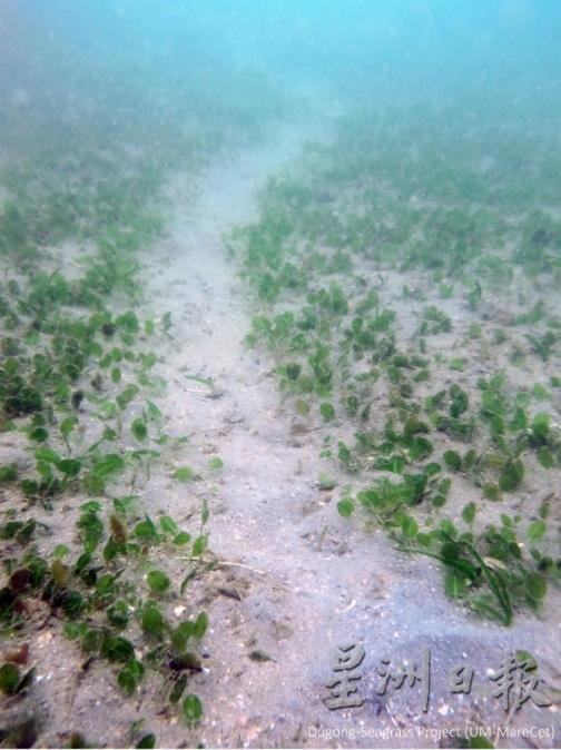 海牛到过吃海草的海草床,会留下一道长长的痕迹。(图:受访者提供)