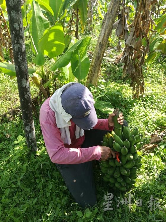 阿鸟农夫和他的Centainnel Agriculture农场。

