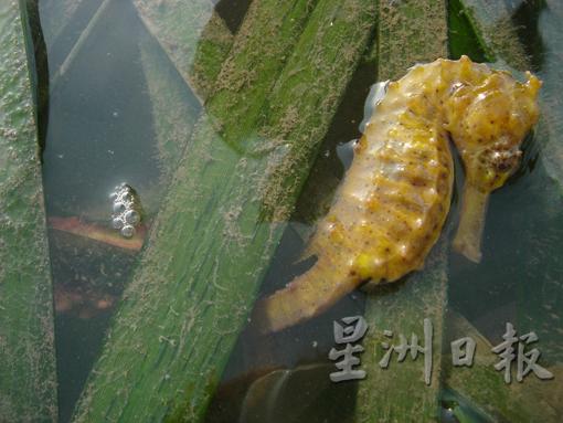 海马是一种非常独特的海洋生物,如身上的颜色会随着情绪而改变,高兴时候是红色,伤心时就变成黑色。 海马是一种非常独特的海洋生物,如身上的颜色会随着情绪而改变,高兴时候是红色,伤心时就变成黑色。