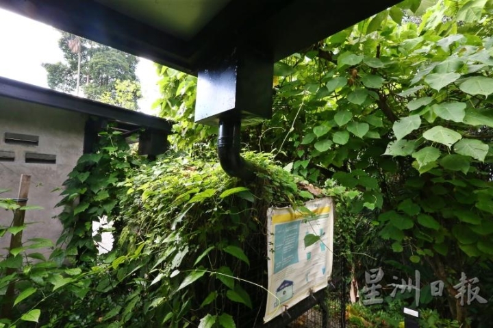 被植物隐没的雨水集水槽。