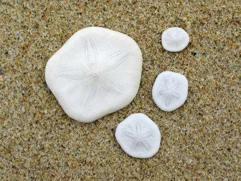 邦咯岛的海钱骨骼（学名：Jacksonaster depressum），上边的纹路乃由一排排微小的细孔组成。