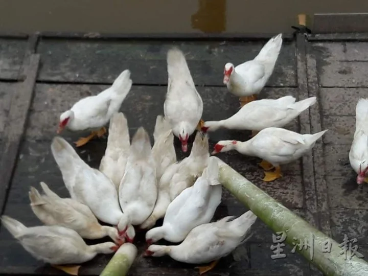 可爱的鸭子围成一团吃着饭,真像一束香蕉。(UK Farm)