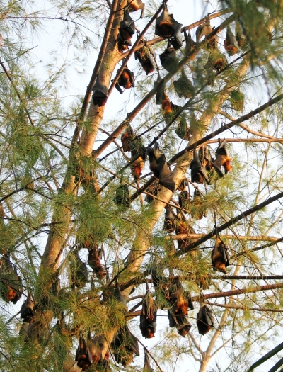 东海岸外岛上满树的小狐蝠（Island Flying Fox）。
