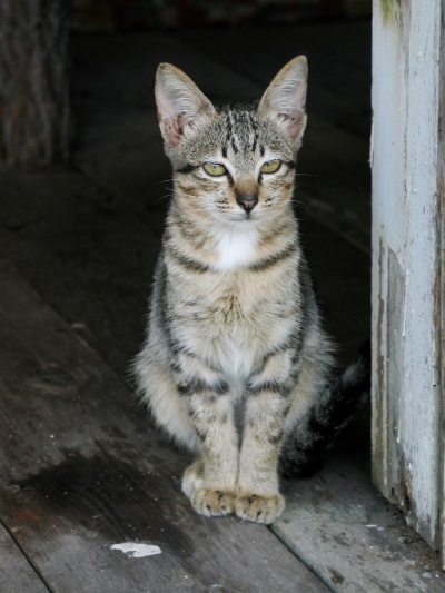 没有人能真正拥有一只猫?