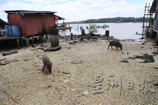 在岛民陆续搬离后,后山的山猪、猴子经常到岛上来觅食,经常可以看到成群山猪出没。 在岛民陆续搬离后,后山的山猪、猴子经常到岛上来觅食,经常可以看到成群山猪出没。