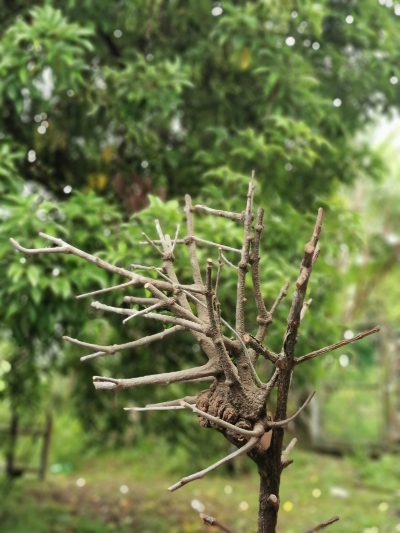 不起眼的树枝在薛应杰的Arkitsan工作室皆是等待变身成实用性高的宝。 不起眼的树枝在薛应杰的Arkitsan工作室皆是等待变身成实用性高的宝。