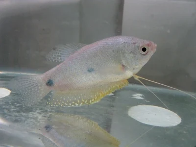 曼龙鱼,学名Trichopodus trichopterus。 曼龙鱼,学名Trichopodus trichopterus。