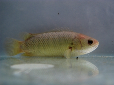 攀鲈，学名Anabas testudineus。