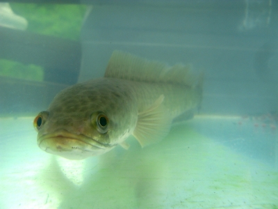 线鳢，学名Channa striata。