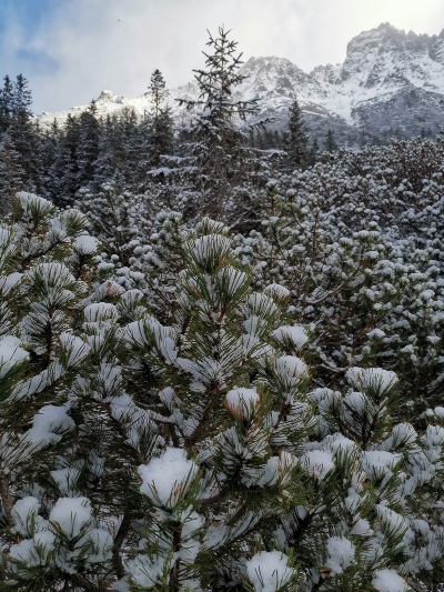 Morskie Oko的四周有很多瑞士松树,雪花积在树上,形成一朵朵雪花簇,美不胜收。