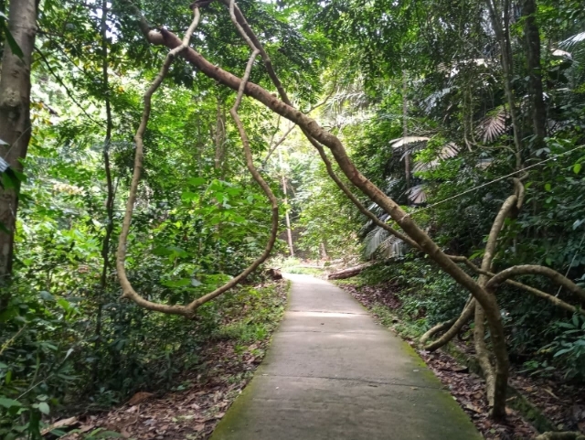 南峇山路陡峭更有藤木拦路,非常考验你的耐力。