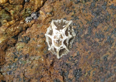 某种拟帽贝，学名Patelloida saccharinoides。