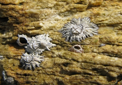 某种小藤壶，Chthamalus sp.。