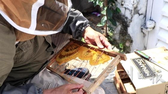5. 嵌架：收蜂人拿出一些镶嵌了钢线的木框架，再把部分割下的蜂脾嵌在钢线架上，以便稳住每片蜂脾。