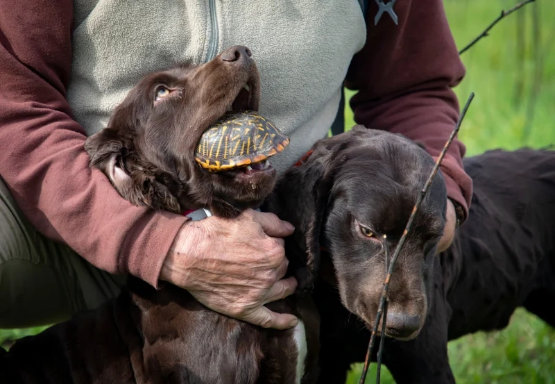 帕金猎犬把找到锦箱龟交给训犬师。 帕金猎犬把找到锦箱龟交给训犬师。