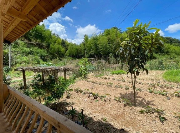 这座躲在民宿后方的山林尽是宝藏,不同季节就有不同的食材风景。
