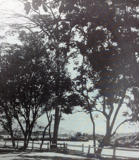 1950年代，树影婆娑的汤申路。（图片来源：何亚传先生）

